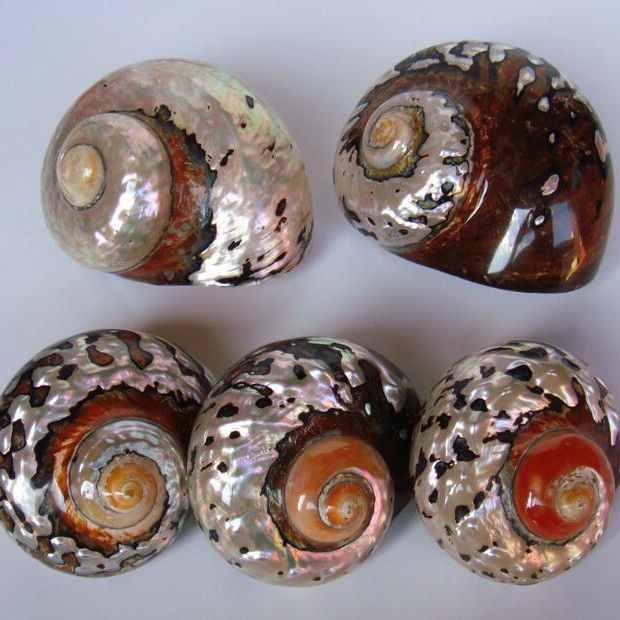 남아프리카 공화국 달팽이 6-8cm