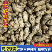 2025当季新鲜花生可水煮花生农家现挖现发粉皮自种带壳带泥湿花生