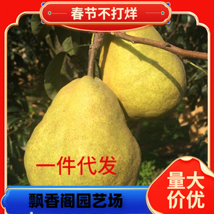 һ�����l�޽��ش�������A��������˹�������ϱ����Nֲ���Ԯ�