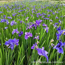 ˮ�����G�Sβ�����Զ�ɫ�Sβ�{ɫ�������ļ����G�S������ˮ��ֲ��