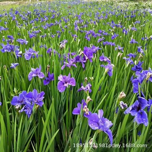 ˮ�����G�Sβ�����Զ�ɫ�Sβ�{ɫ�������ļ����G�S������ˮ��ֲ��