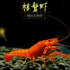 1 orange 3-4 cm