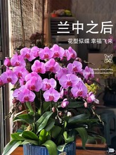 �����m���Ԏ����������������m������͏d�҃�ֲ�ﻨ���ļ����B��