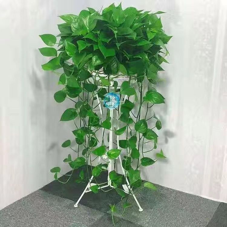 Big red pot 1 pot of vine length 50- 80cm with tray