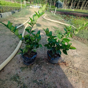 �t���^ľ��ɭŮᘼt�~ʯ��ļ��L��ë�Në���N���^�~��ľ