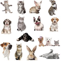 新FX-F205-FX-222卡通可愛貓狗兔子貼浴室玻璃家居牆面裝飾牆貼紙