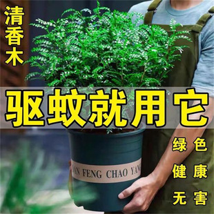 �����������ľ���Ի����҃�����ò�ֲ������Ϙ��辰������Gֲ