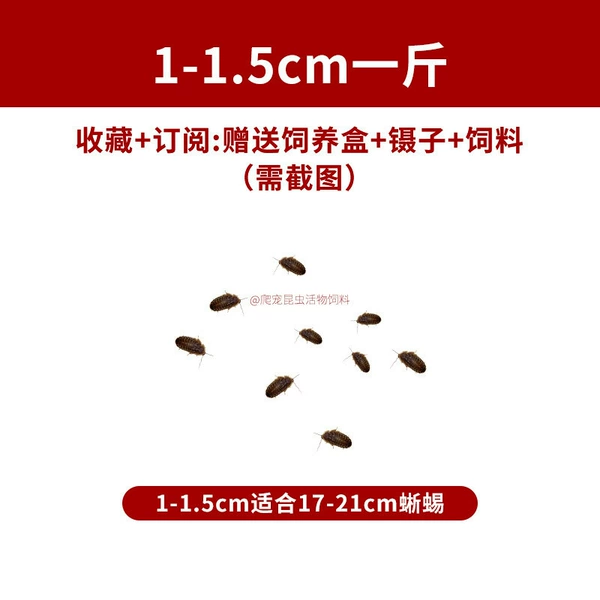 [1-1.5厘米一斤]