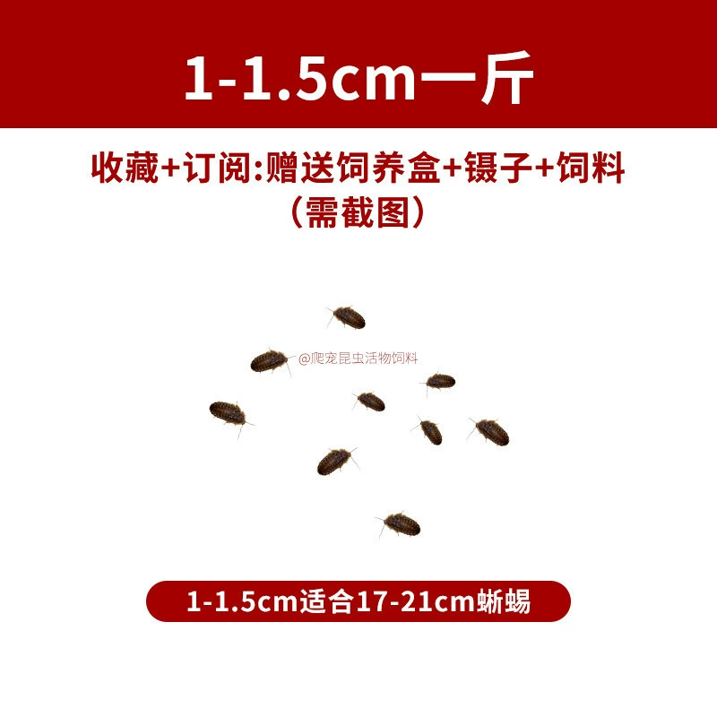 [杜比亚蟑螂昆虫爬宠活饵饲料新成体繁殖组半斤中国]