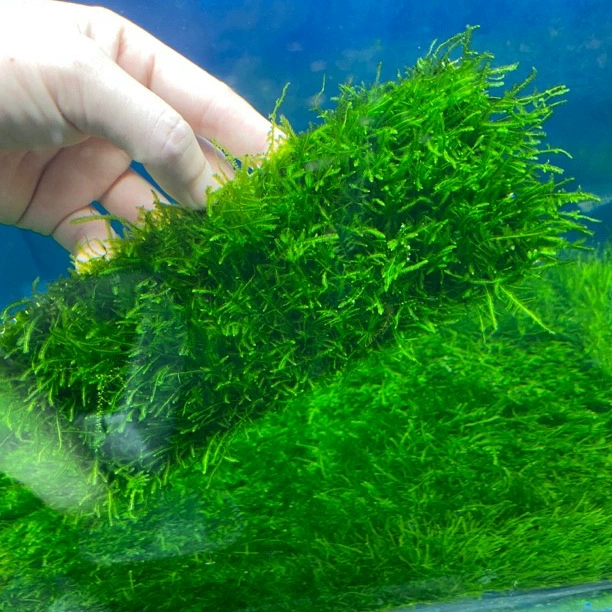 Большой треугольник Moss газон moss аквариум ландшафтное покрытие