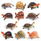 Cross-border simulation of wild animal tortoise model children's cognition Anyuan yellow tortoise Angora tortoise decorative ornaments