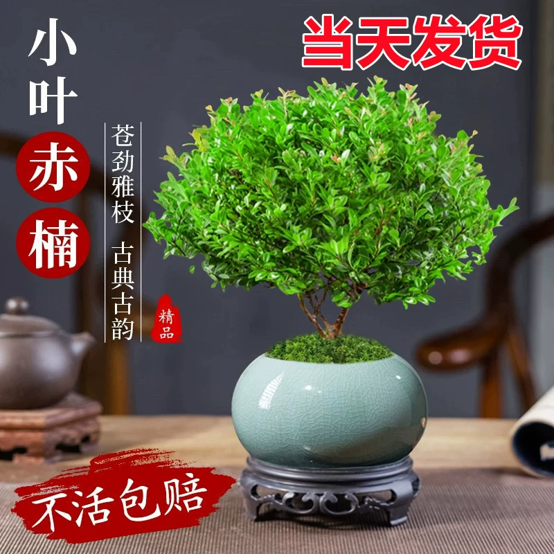 Миниатюрное растение бонсай из мелколистного красного кипариса для офисного стола в помещении, не требует особого ухода в любое время года.