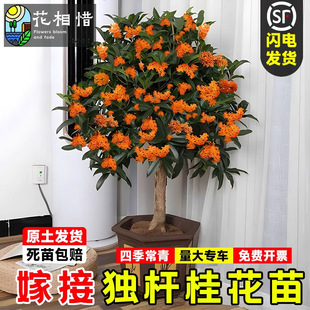 �޽ӹ𻨘����ļ�����絤��������ͥԺ�ͺ��҃����Գ�������