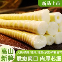 高山罗汉笋尖竹笋新鲜嫩笋片串串麻辣烫火锅食材翠绿野生四川特产