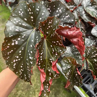 ������ֱ�����ӼҾGֲ����ֲ�� �^�~���Ի���ֲ�� 120�Ѽy�ﺣ��