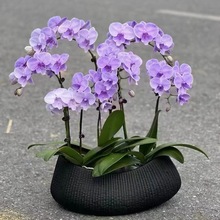 �O���������m�����m��ڏ��Ϳ��ֲ�������辰�W�t�������l