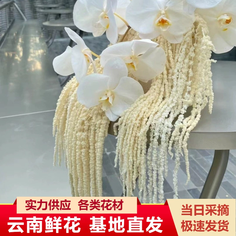 Висячие цветы риса постоянные цветы оптом свадебные цветы Юньнань оптом Свадебный макет сайта мероприятия с цветами