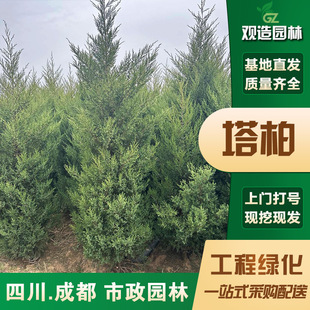 Platycladus Arborvitae Saplings for Landscaping Projects in Sichuan, Suitable for Gardens, Courtyards, Pagodas, and Evergreen Trees for All Seasons