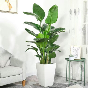 Bird of Paradise Indoor Potted Plants, Large Living Room Green Plants, Florals, Large-Leaf Plants, Office Plants, Easy to Feed and Purify the Air