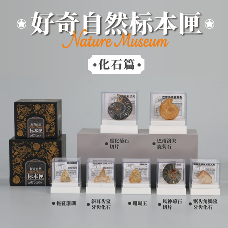 辛巴日记真化石标本匣摆件礼品生日礼物伴手礼地摊使用创意教具