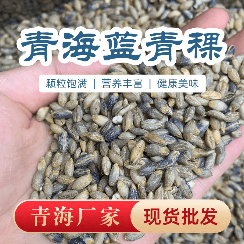 [Qinghai Straight Hair] Authentic Blue Highland Barley Rice Xizang Highland Barley Wheat Kernel Pure Highland Barley Sugar Friends Low-Rise Sugar Five Cereals