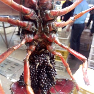 С���r�硢ˮ�a�Bֳ�Ŀ����ˮС���r�Bֳ����С���r��