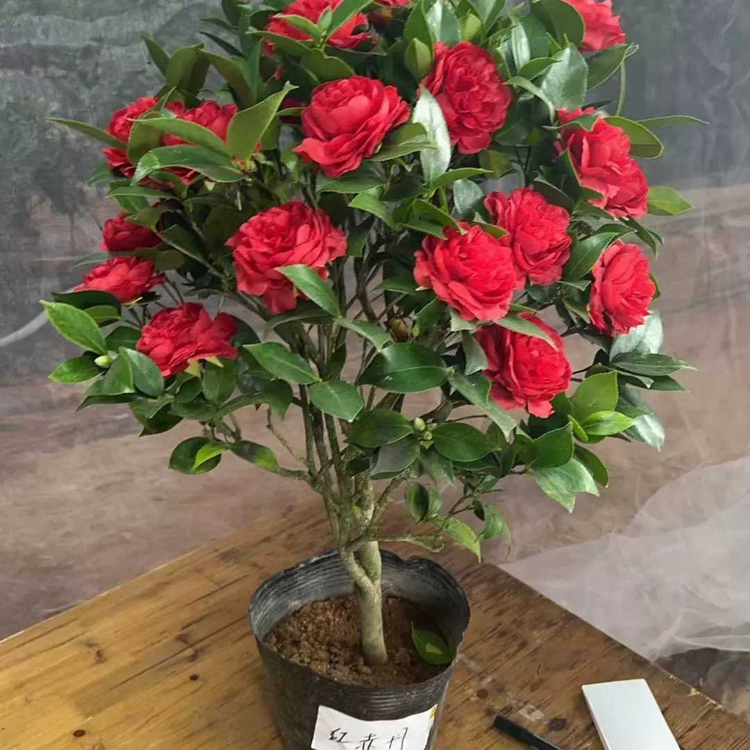 四季茶花树苗带花苞盆栽耐寒花卉植物室内绿植开花不断五色赤丹