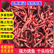 蚯蚓活饵大号散装盒装 红蚯蚓  饵料 鱼饵 钓鱼 大平二号种苗