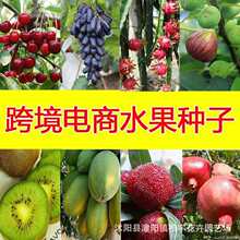 Seed seeds Fruit tree Grape Mulberry Litchi Cherry Papaya Dr