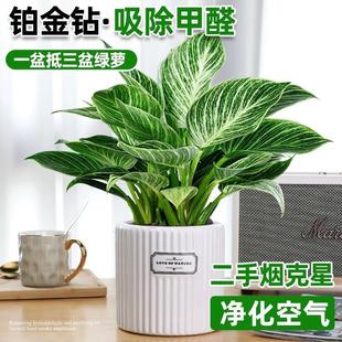 Platinum Diamond Hydroponic Plants Indoor Easy-To-Grow Potted Green Radish Basket Flowers Nordic Green Plants Absorb Formaldehyde Summer Study