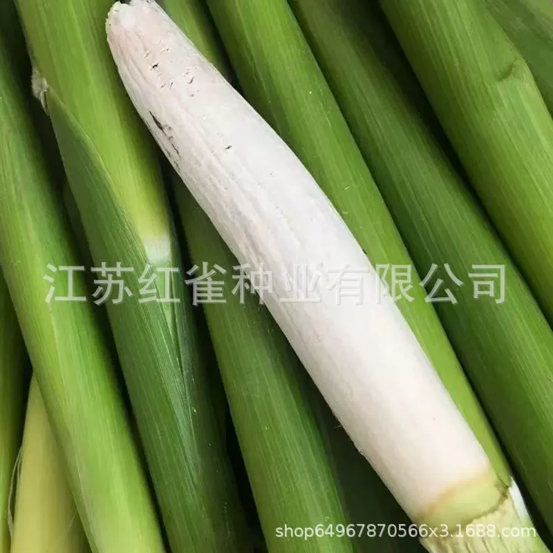 [Семена сорго и черного риса] Легко выращивать в горшках и на земле в любое время года на балконе и во дворе-FZN