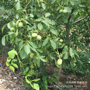 ���r���N������ ���Ҙ��� ������Ʒ�N�Rȫ �������l�N�� �r�񃞻�