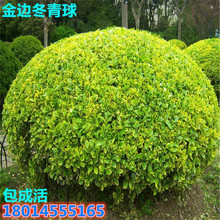 冬青球 金边黄杨球 盆栽庭院 金边冬青球 南北方种植小苗黄杨树苗