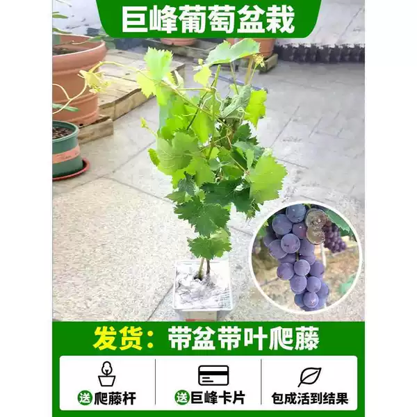 [Climbing vines in pots] Kyoho grape potted 50-70CM large seedlings [Good to bring in pots, shipped with climbing vines with leaves] +80cm (inclusive) -891