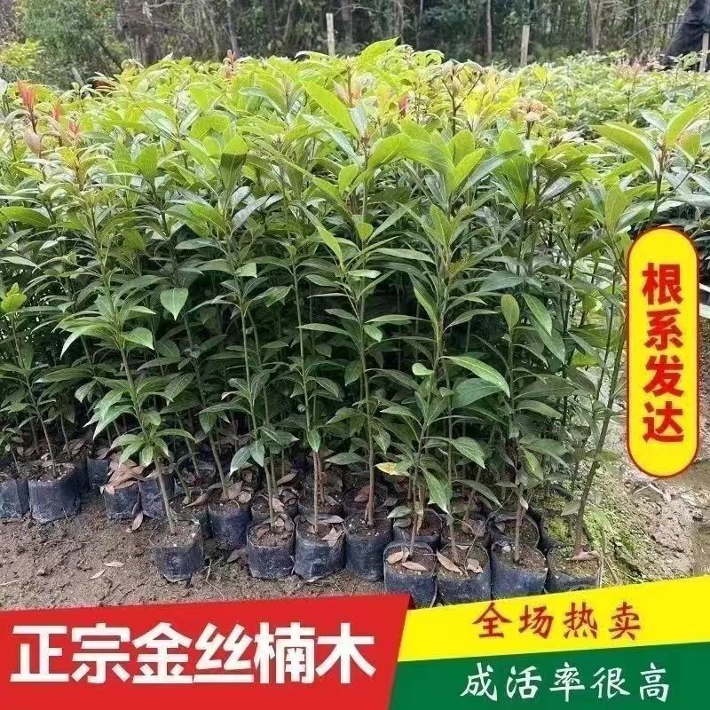 四川正宗金丝楠木树苗小叶桢楠楠名贵