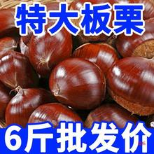 板栗生栗子新鲜板栗批发小油栗1/3/5斤/6斤大板栗产地直发