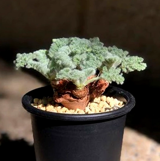 Pinnumi суккулент мясное растение милое мясо комбинация в горшке балкон Крытый цветок