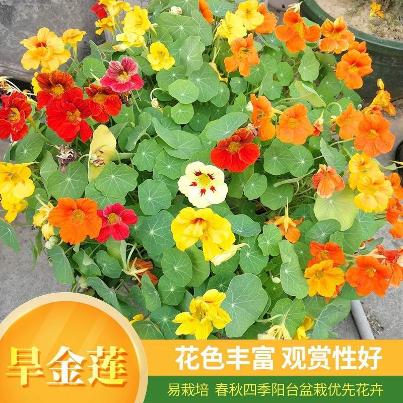 旱金莲种子旱荷花种籽子四季就开花播种爬藤庭院阳台垂吊盆栽花种