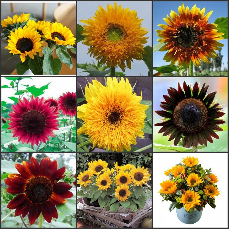 Новые семена подсолнечника декоративные съедобные Four Seasons маленькие срезанные цветы в горшке низкие большие головки масло подсолнечника оптом