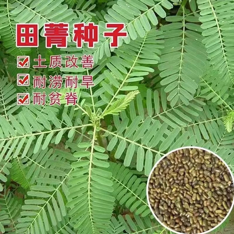 Тяньцин семена фруктовый сад улучшение почвы щелочь цианин заболачивание фасоли заболачивание устойчивость к засухе солевой щелочь поле зеленая трава зеленые семена навоза