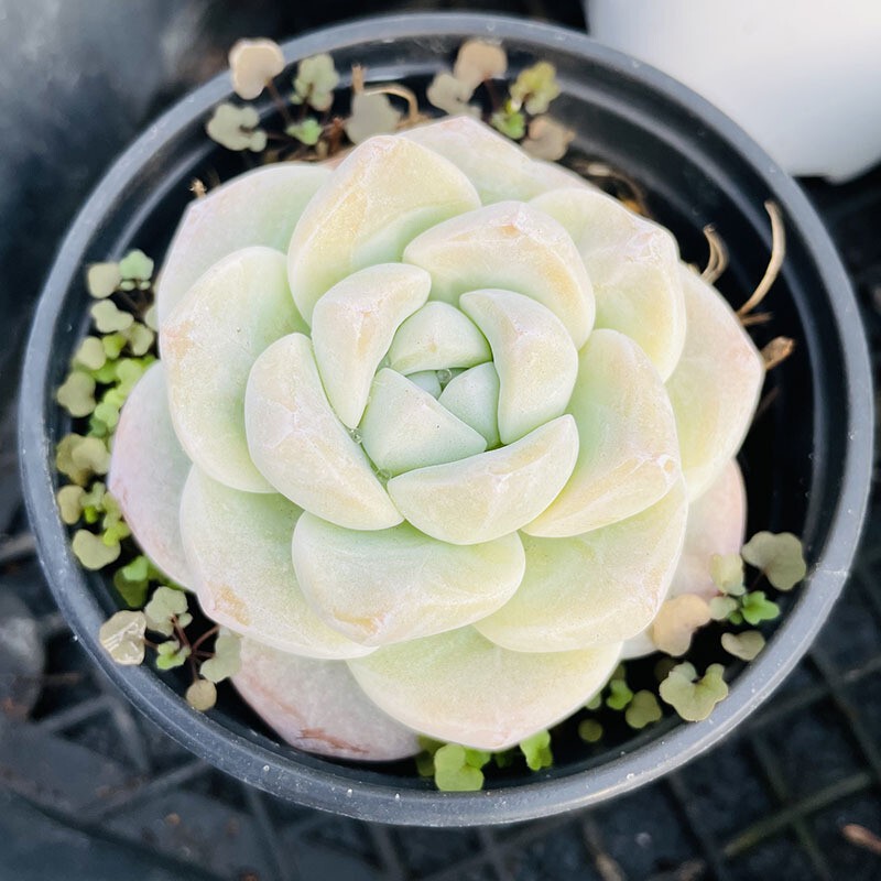 Large Succulent Plants, Green Plants, Flowers, Succulents, Large Mother Plants, Extra-Large Gardening Clearance, Expensive Succulents