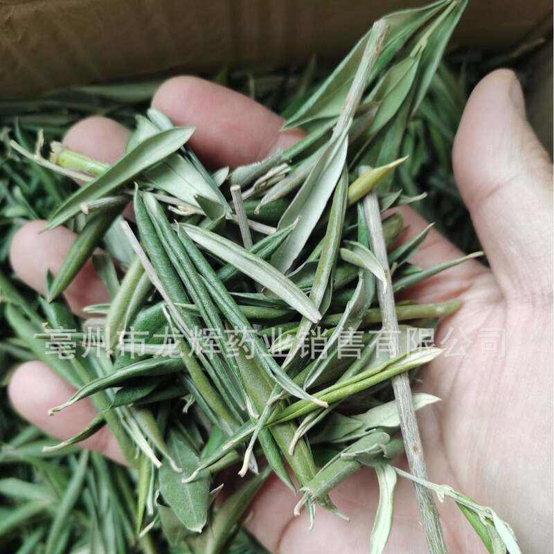 Wholesale Chinese herbal medicine new goods primary processing plant raw medicine substitute tea tea bag raw oil olive leaf Wholesale Chinese herbal medicine new goods primary processing plant raw medicine substitute tea tea bag raw oil olive leaf