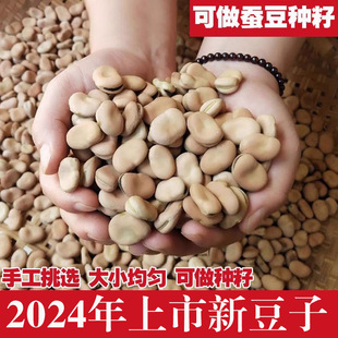 2024��؛���Q�� ���rɢ�b�Q��5���_�h�����������N��ը���Q���N