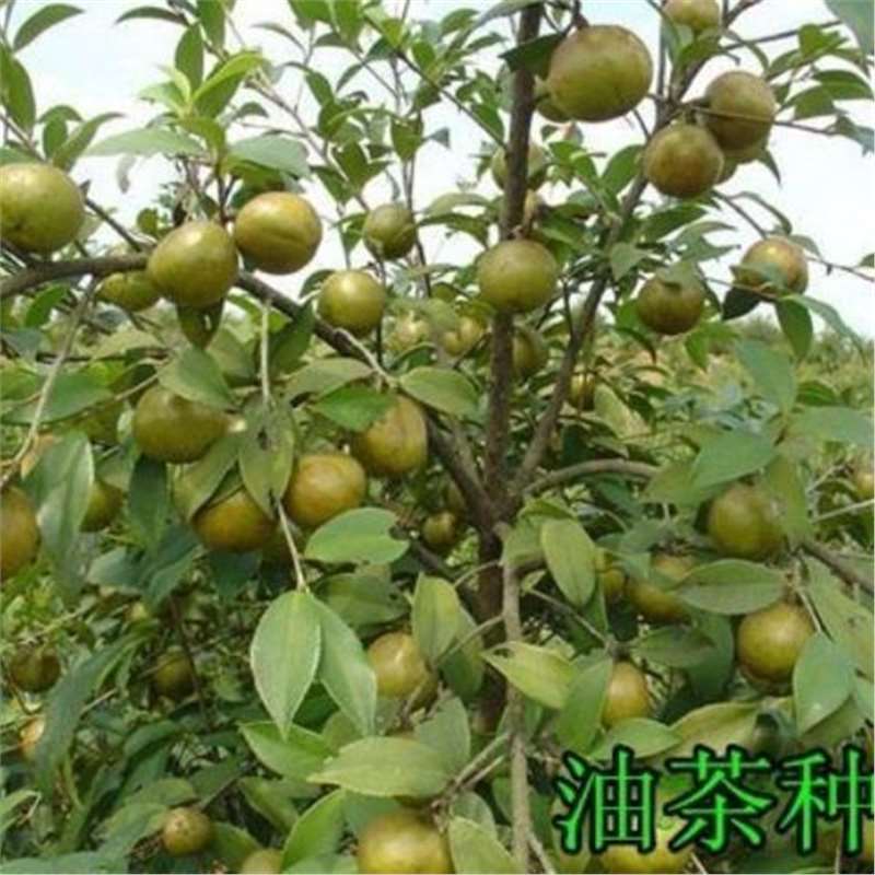 红花油茶种子 白花油茶茶花茶树种子 油茶籽 高产油茶树油料苗