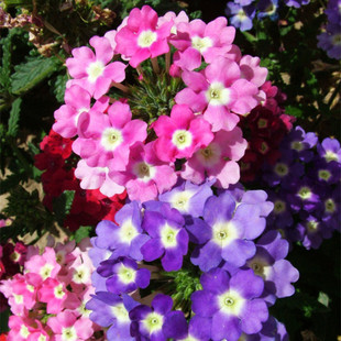 ��Ů�ѷN�ӻ�ɫ�ļ�������ɫ÷���˙Ѿ��^����ͥԺ�҃��̨���N��