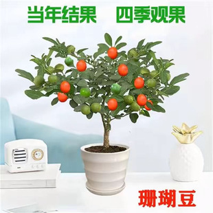 ɺ�������Զ�ɺ�����ļ����҃��̨�Լ��c���_���^���ļ�����ֲ��