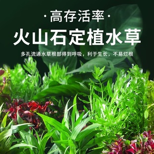 Aqua Plants for Fish Tank Real Grass Negative Volcanic Stone Purification Fish Faming and Landscape Aqua Plants for Fish Tank