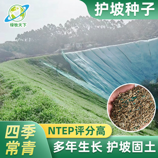 Slope Protection Seeds, Slope Soil-Fixing Slope Protection Grass Seeds, Railway Slope Mountain Ecological Greening, Four-Season Evergreen Mixed Sowing