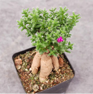 Ji Hong Xiaosong Flowering Succulent Plant Combination Small Potted Root Old Pile Bonsai Interior Decoration Group Green Plants