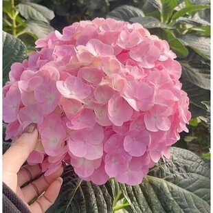 �P���r�����l��ϻ���ֱ�l��Y���DIY��c�����r�����ֱ�l
